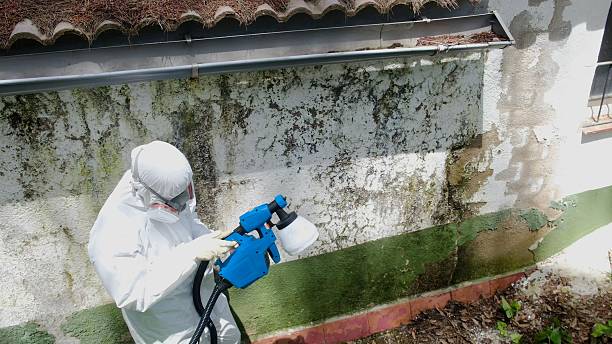 Trusted Mold Testing service in Mountainside, NJ - Cheap Mold Removal